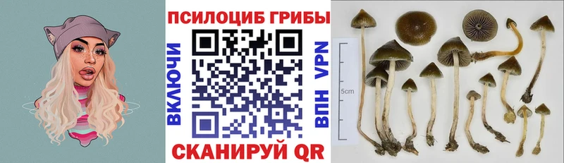 Купить  Тарко-Сале  Псилоцибиновые грибы MAGIC MUSHROOMS 